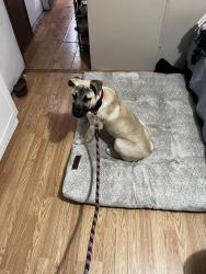 Lost Female Dog last seen Clevelan, Garner, NC 27529