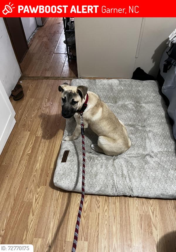 Lost Female Dog last seen Clevelan, Garner, NC 27529