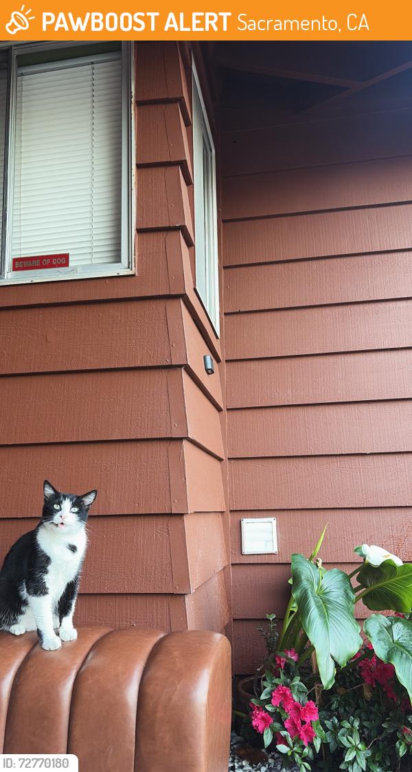 Found/Stray Unknown Cat last seen Near West El Camino Avenue , Sacramento, CA 95833