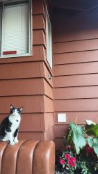 Found/Stray Unknown Cat last seen Near West El Camino Avenue , Sacramento, CA 95833