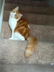 Lost Male Cat last seen Near Old Summerville Rd NW, Rome, GA 30165