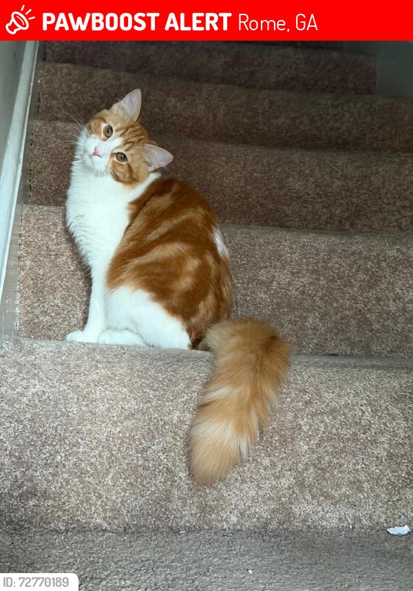 Lost Male Cat last seen Near Old Summerville Rd NW, Rome, GA 30165