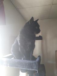 Lost Male Cat last seen Tartan rd and Macduff court, Gibsonia, PA 15044