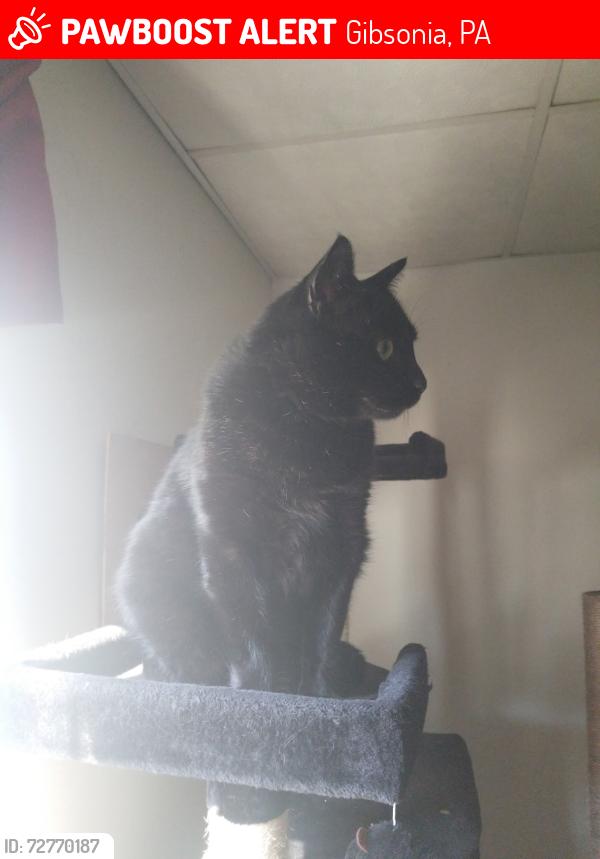 Lost Male Cat last seen Tartan rd and Macduff court, Gibsonia, PA 15044