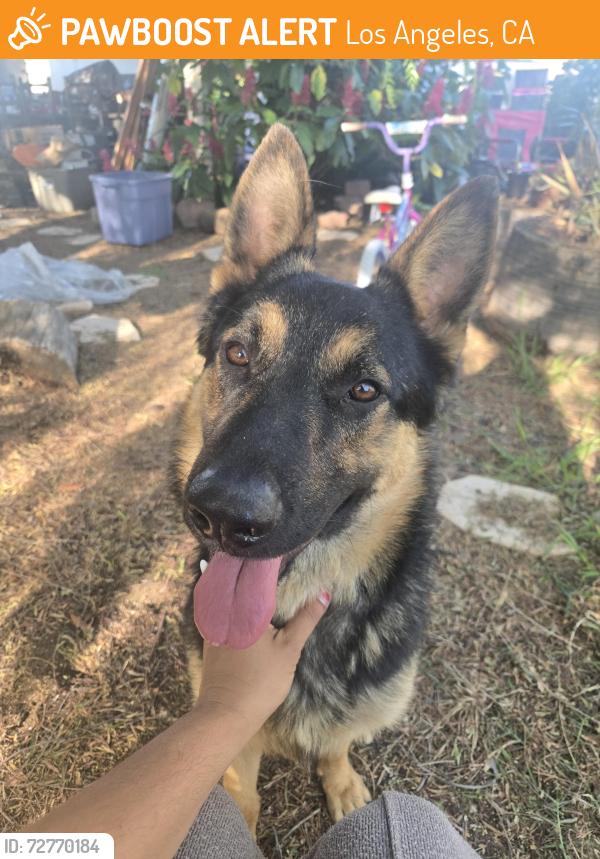 Found/Stray Male Dog last seen Lassen and Natick streets , Los Angeles, CA 91345
