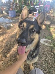 Found/Stray Male Dog last seen Lassen and Natick streets , Los Angeles, CA 91345