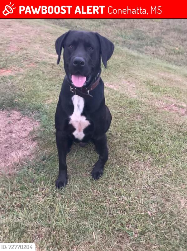 Lost Male Dog last seen Delmas Vance/Hillman road , Conehatta, MS 39057