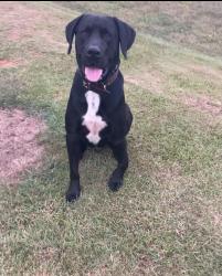 Lost Male Dog last seen Delmas Vance/Hillman road , Conehatta, MS 39057