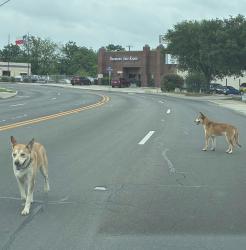 Found/Stray Male Dog last seen Behind Americus Glass building, San Antonio, TX 78250
