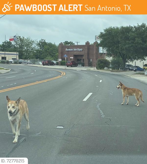 Found/Stray Male Dog last seen Behind Americus Glass building, San Antonio, TX 78250