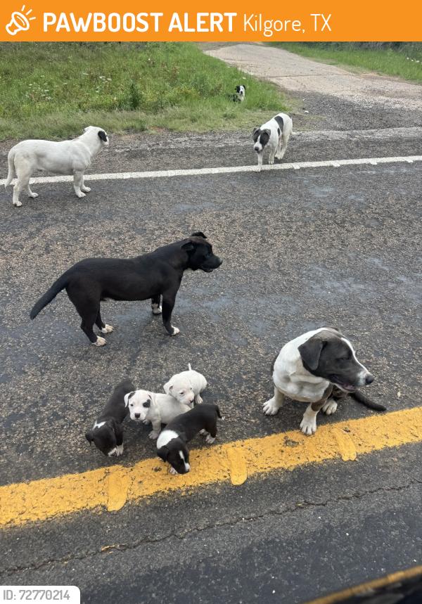 Found/Stray Unknown Dog last seen CR 2012 between 31 and 135, Kilgore, TX 75662
