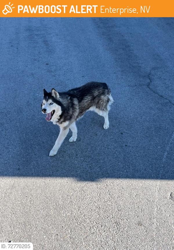 Found/Stray Unknown Dog last seen South Rainbow Blvd & West Richmar, Enterprise, NV 89139