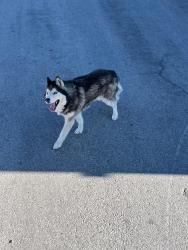 Found/Stray Unknown Dog last seen South Rainbow Blvd & West Richmar, Enterprise, NV 89139