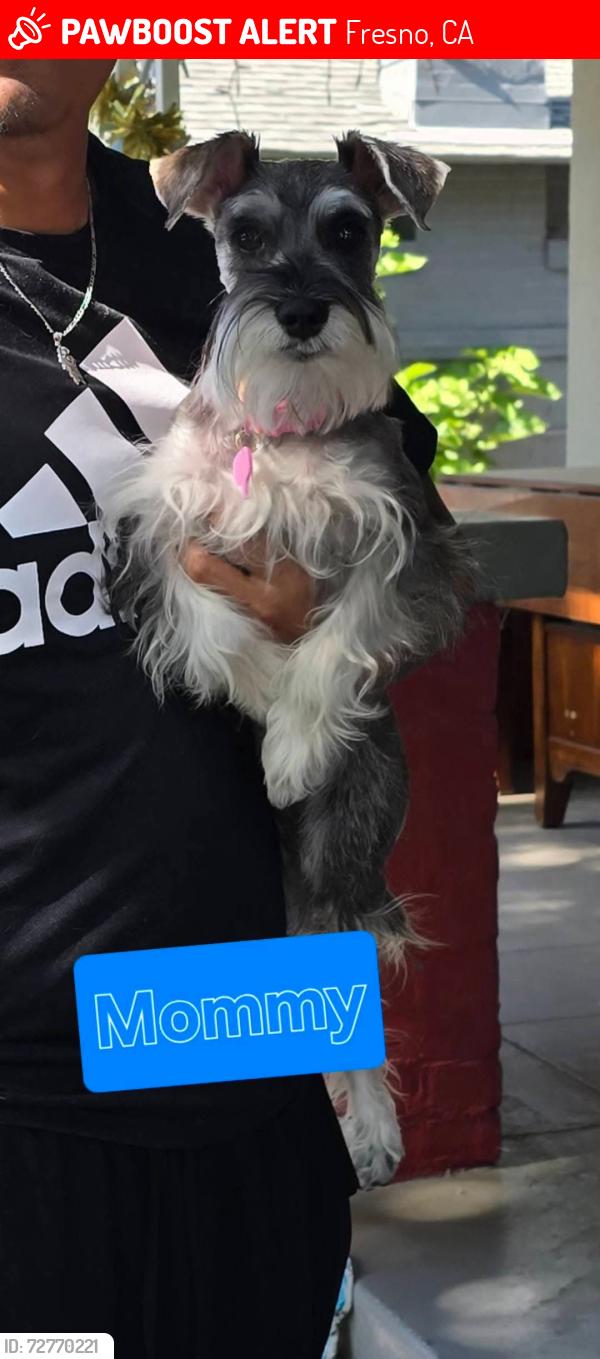 Lost Female Dog last seen North Glenn Avenue & E Hedges Ave, Fresno, CA 93728, Fresno, CA 93728