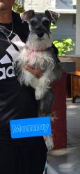 Lost Female Dog last seen North Glenn Avenue & E Hedges Ave, Fresno, CA 93728, Fresno, CA 93728