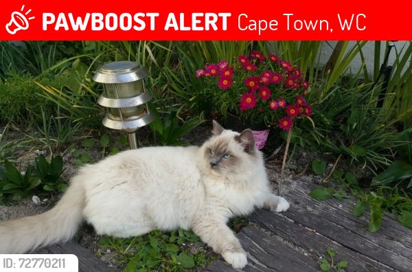 Lost Male Cat last seen Thomas Bowler street, Edgemead, Cape Town, South Africa , Cape Town, WC 7441