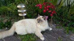 Lost Male Cat last seen Thomas Bowler street, Edgemead, Cape Town, South Africa , Cape Town, WC 7441