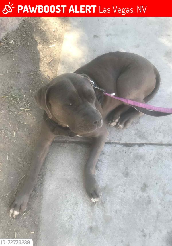 Lost Female Dog last seen between E Flamingo Rd and E Twain Ave along Annie Oakley Dr., Las Vegas, NV 89121