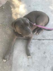 Lost Female Dog last seen between E Flamingo Rd and E Twain Ave along Annie Oakley Dr., Las Vegas, NV 89121