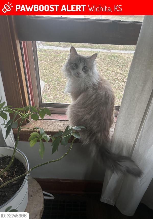 Lost Female Cat last seen harry edgemoore/woodlawn, Wichita, KS 67218
