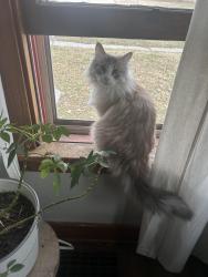 Lost Female Cat last seen harry edgemoore/woodlawn, Wichita, KS 67218