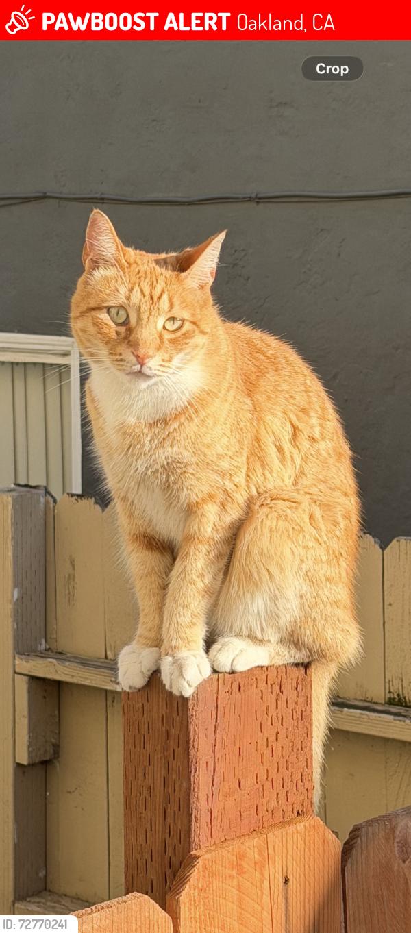 Lost Male Cat last seen 106th and Breed, Oakland, CA 94603