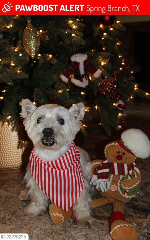 Lost Male Dog last seen Near Grand Oaks Dr. , Spring Branch, TX 78070