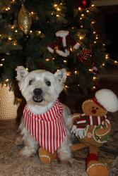 Lost Male Dog last seen Near Grand Oaks Dr. , Spring Branch, TX 78070