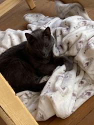 Found/Stray Unknown Cat last seen Concord street providence , Providence, RI 02904