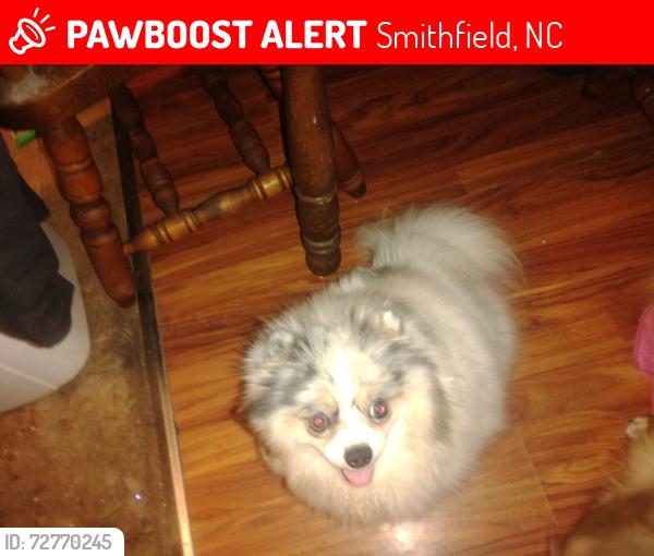 Lost Female Dog last seen Trailer with a blue roof and white fence at drivewag, Smithfield, NC 27577