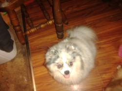 Lost Female Dog last seen Trailer with a blue roof and white fence at drivewag, Smithfield, NC 27577