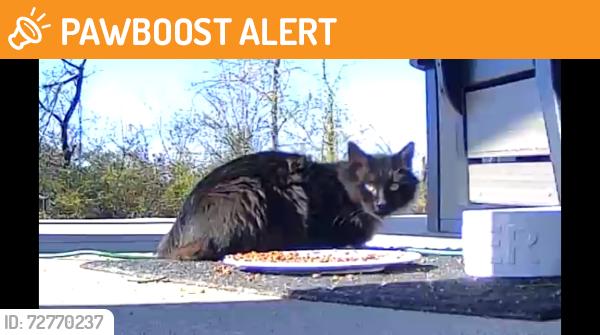 Found/Stray Unknown Cat last seen Linden Road, Canonsburg, pa, North Strabane Township, PA 15301