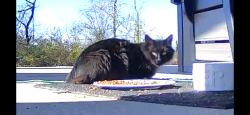 Found/Stray Unknown Cat last seen Linden Road, Canonsburg, pa, North Strabane Township, PA 15301