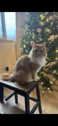 Lost Male Cat last seen Canyon creek elementary school, Bothell, WA 98021