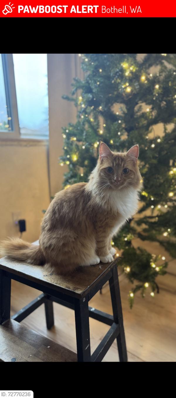 Lost Male Cat last seen Canyon creek elementary school, Bothell, WA 98021