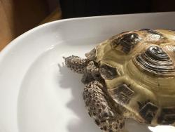 Lost Female Reptile last seen Utile rd and poplar dr, Fayetteville, NC 28304