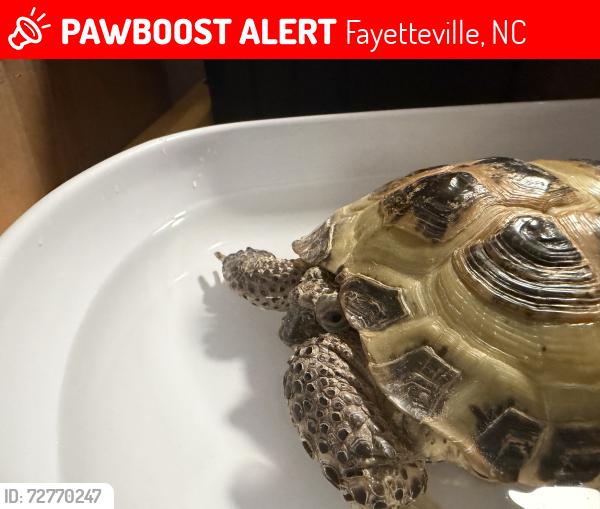 Lost Female Reptile last seen Utile rd and poplar dr, Fayetteville, NC 28304