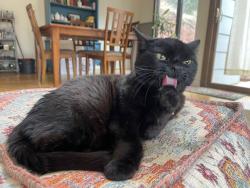 Lost Female Cat last seen Sandra Lane near Crystal Park Rd in Manitou Springs , Manitou Springs, CO 80829