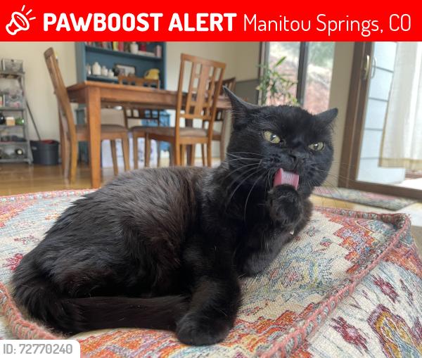 Lost Female Cat last seen Sandra Lane near Crystal Park Rd in Manitou Springs , Manitou Springs, CO 80829
