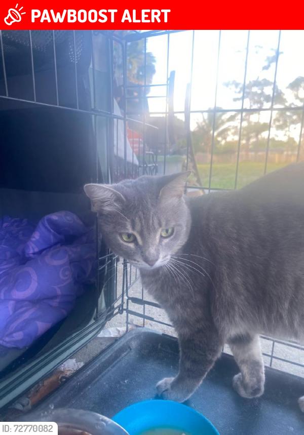 Lost Female Cat last seen Military/Maine St, Lake Worth Beach, FL 33460