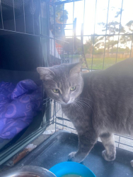 Lost Female Cat last seen Military/Maine St, Lake Worth Beach, FL 33460