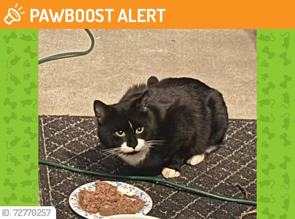 Found/Stray Male Cat last seen Linden Road, Canonsburg, pa, North Strabane Township, PA 15301
