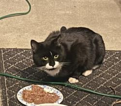 Found/Stray Male Cat last seen Linden Road, Canonsburg, pa, North Strabane Township, PA 15301