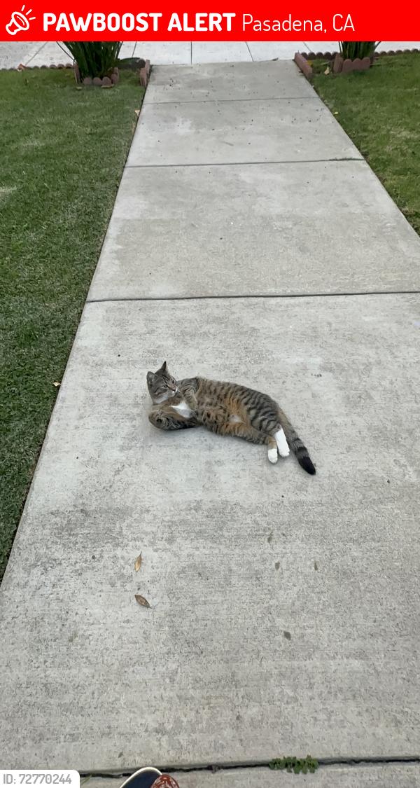 Lost Male Cat last seen Villa St and El Molino Ave , Pasadena, CA 91101