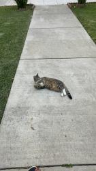 Lost Male Cat last seen Villa St and El Molino Ave , Pasadena, CA 91101