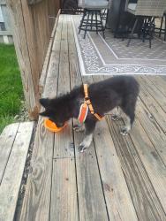 Found/Stray Female Dog last seen Brandon Street , Indianapolis, IN 46236