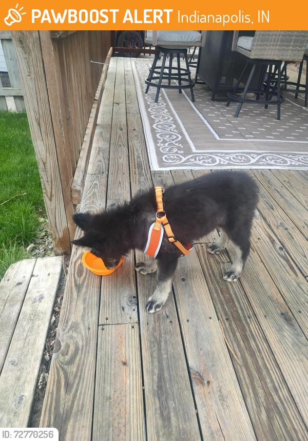 Found/Stray Female Dog last seen Brandon Street , Indianapolis, IN 46236