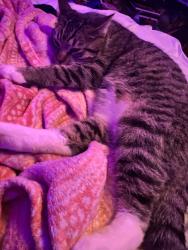 Lost Male Cat last seen Crystal falls Drive and Columbia river drive, Sonora, CA 95370