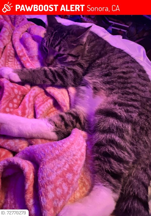 Lost Male Cat last seen Crystal falls Drive and Columbia river drive, Sonora, CA 95370