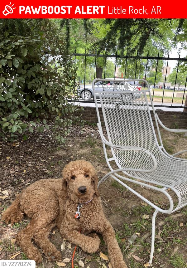 Lost Female Dog last seen Near th and Main St , Little Rock, AR 72202